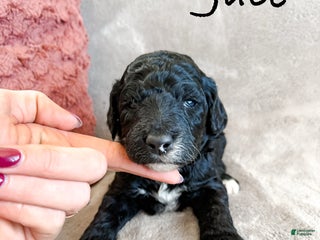 Aussiedoodle dogs Jace - Ad 19