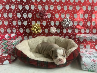 English Bulldog dogs Cooper - Ad 26