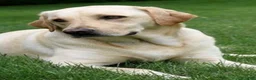 Labrador Retriever dogs for sale: Labrador Retriever puppy - Ad 6
