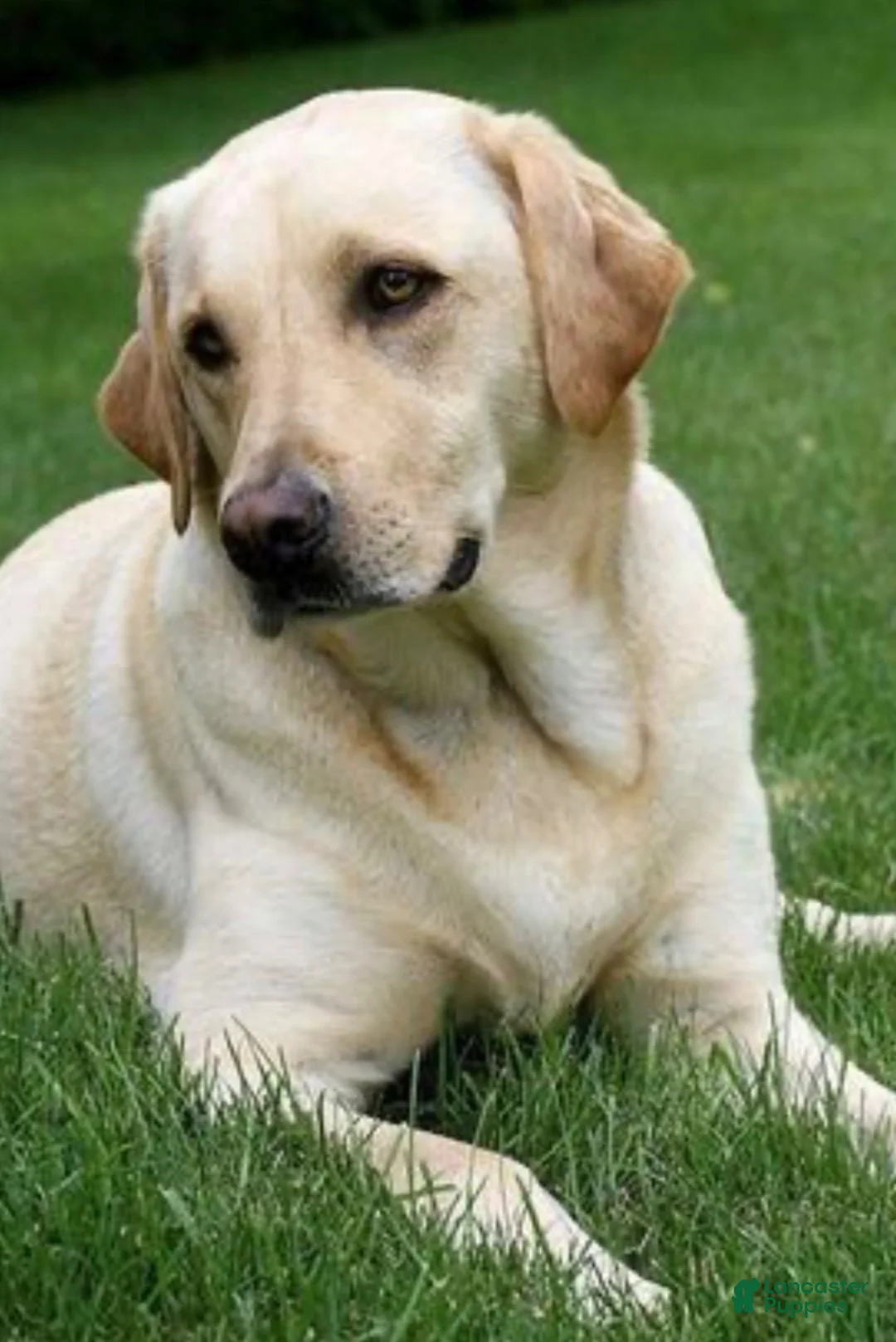 Labrador Retriever dogs for sale: Labrador Retriever puppy - Ad 6