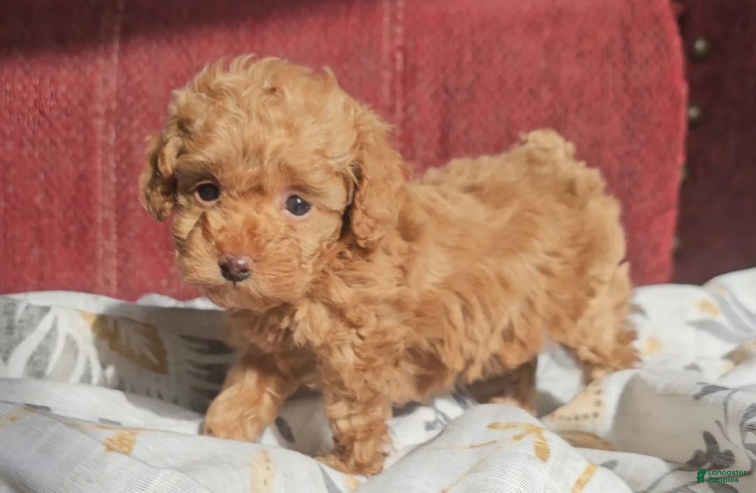 Miniature Poodle dogs for sale: Rosie  - Ad 1