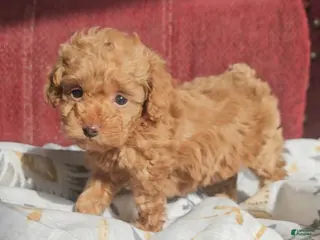 Miniature Poodle dogs for sale: Rosie - Ad 4