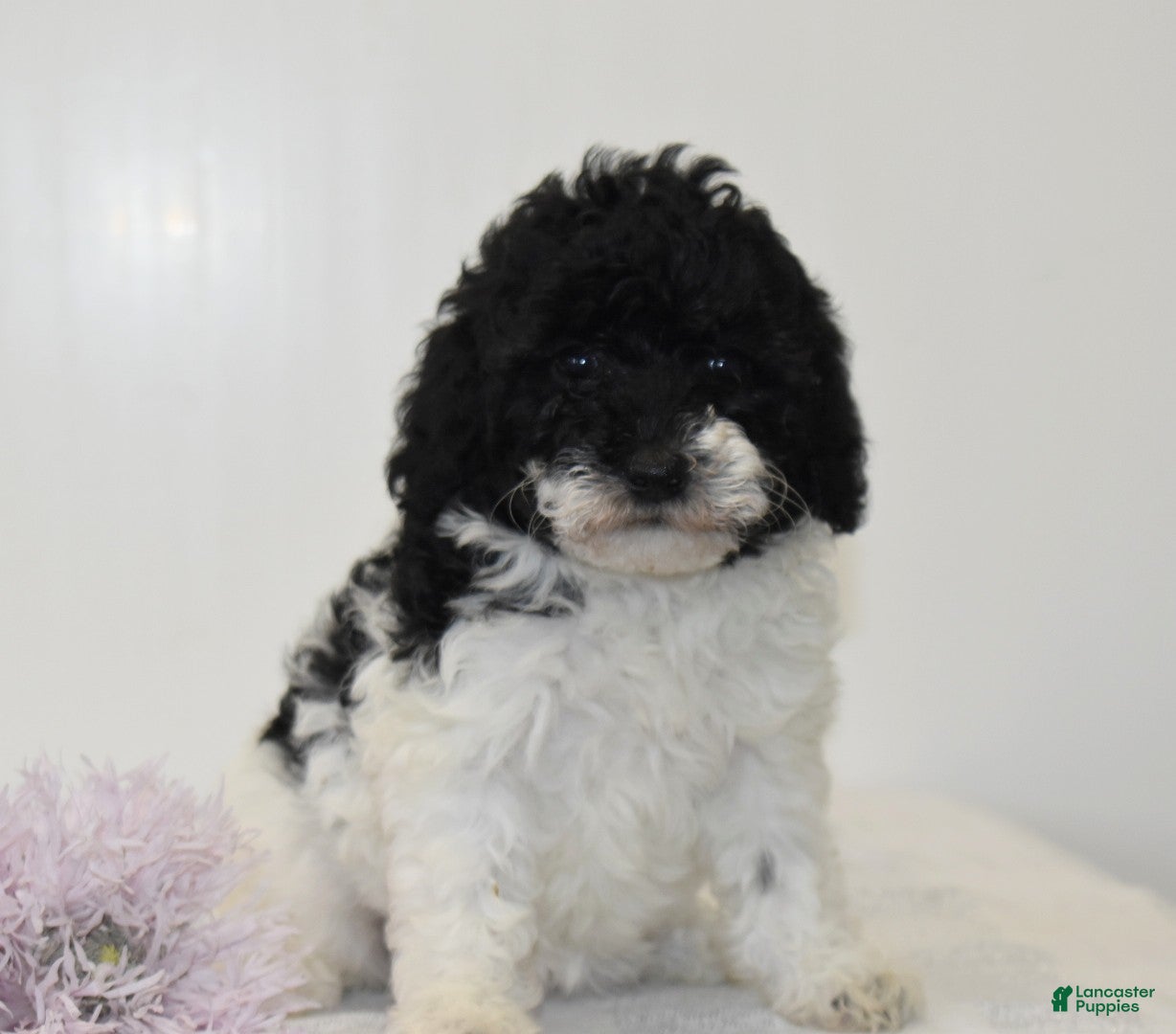 Miniature Poodle dogs Careda - Ad 17