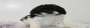 Careda