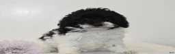 Miniature Poodle dogs for sale: Careda - Ad 1