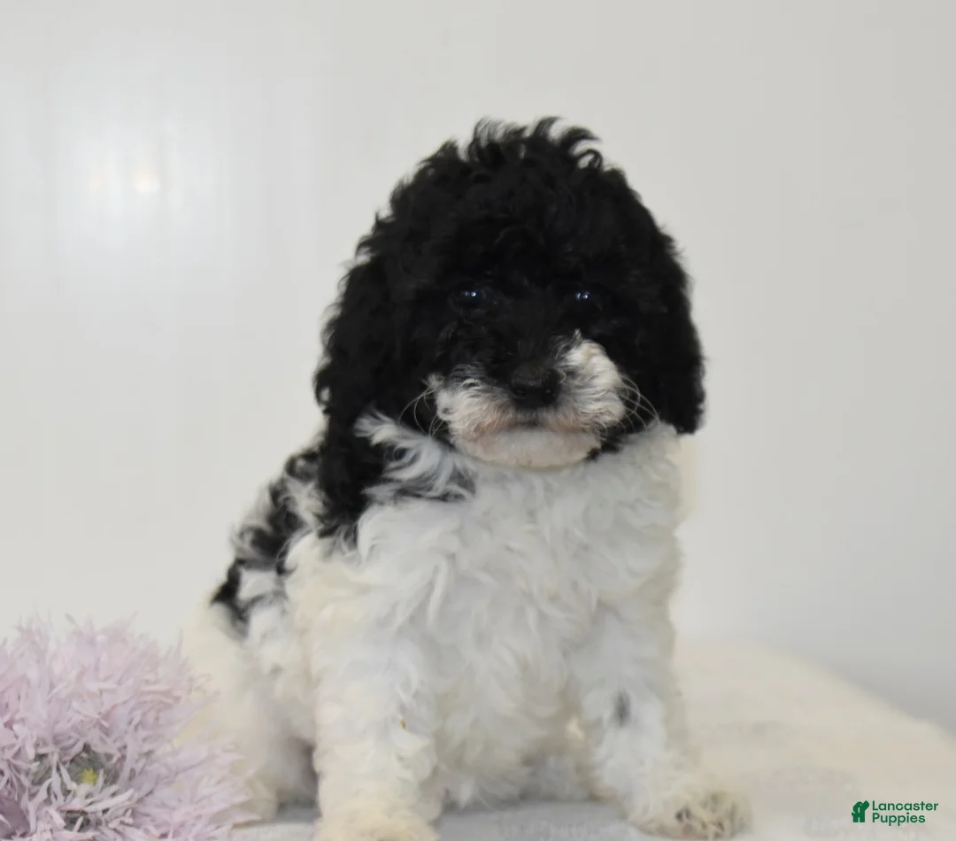 Miniature Poodle dogs for sale: Careda - Ad 1
