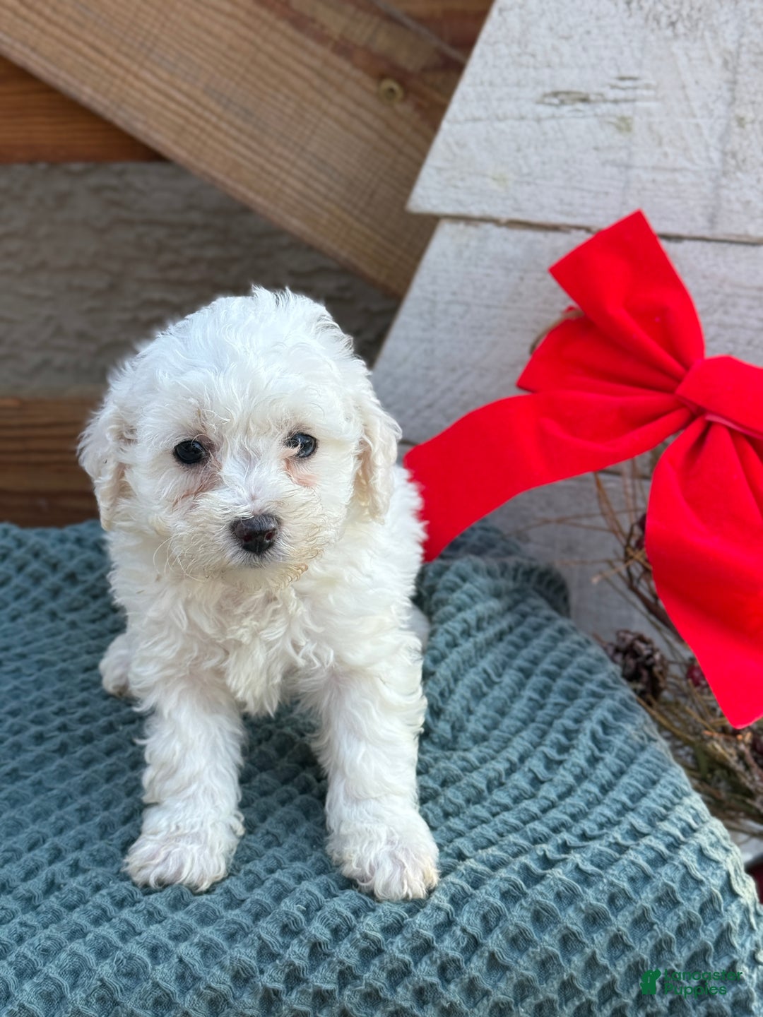 Bichpoo dogs for sale: Angel - Ad 1