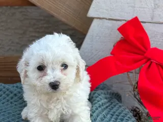 Bichpoo dogs Angel - Ad 5