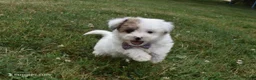 Bichpoo dogs for sale: Lucky  - Ad 3