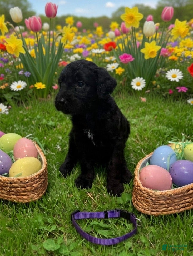 Goldendoodle dogs Goldendoodle Puppy 9 purple - Ad 42