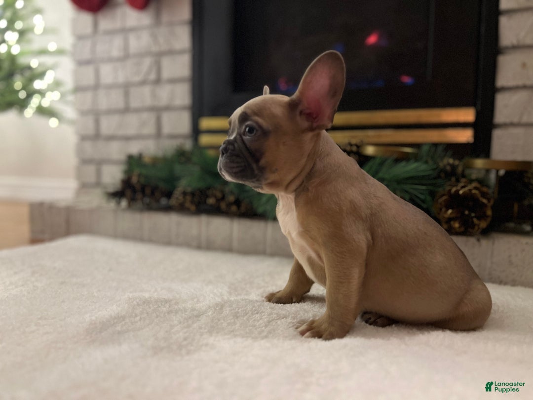 French Bulldog dogs for sale: Lucy - Ad 4
