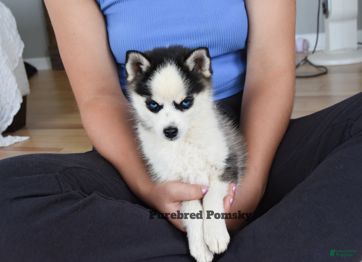 Pomsky dogs Tinker Micro Pomsky - Ad 2