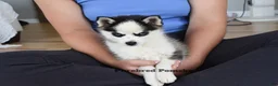 Pomsky dogs for sale: Tinker Micro Pomsky - Ad 2