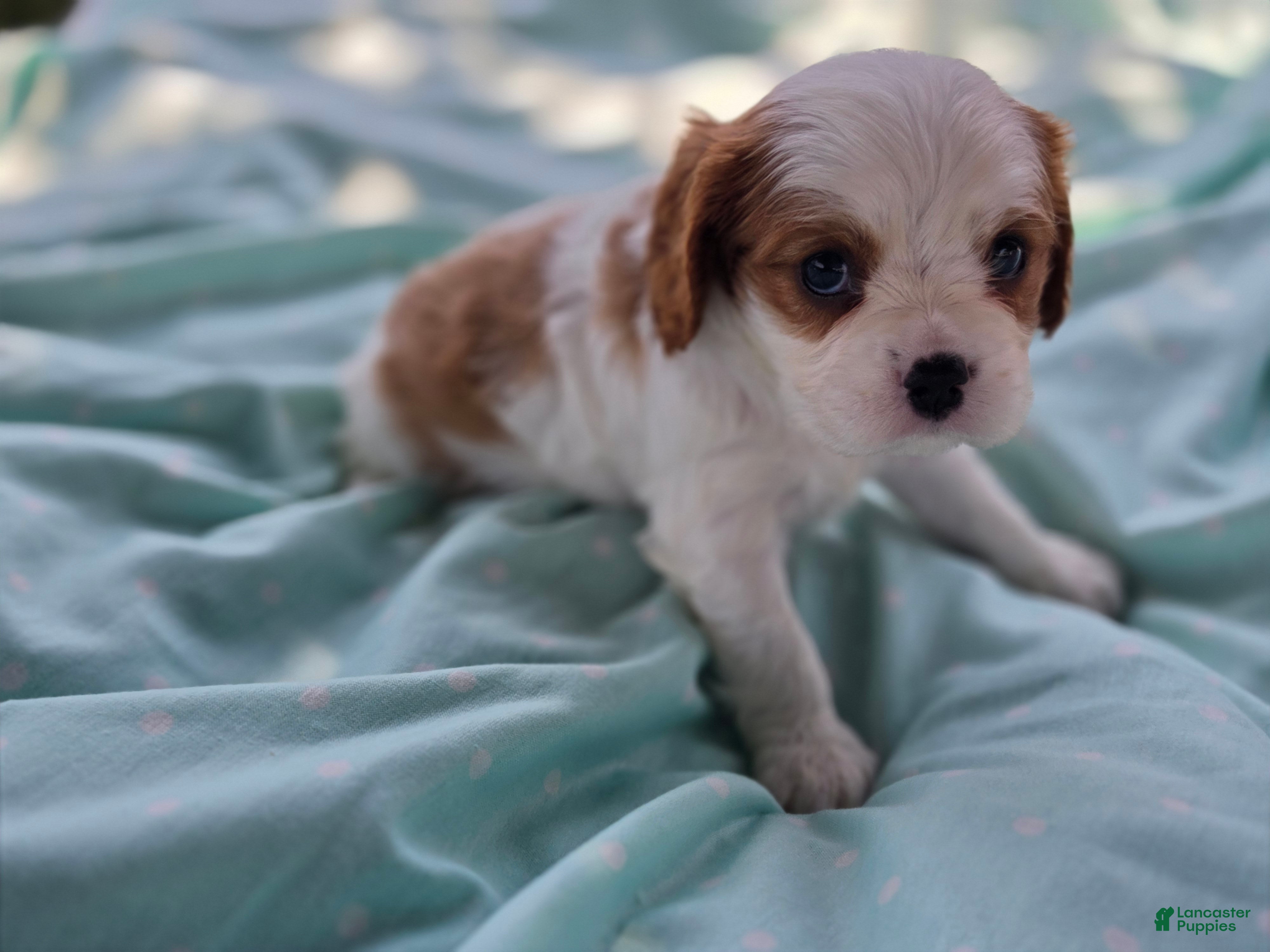 Cavalier King Charles Spaniel dogs Oscar - Ad 2
