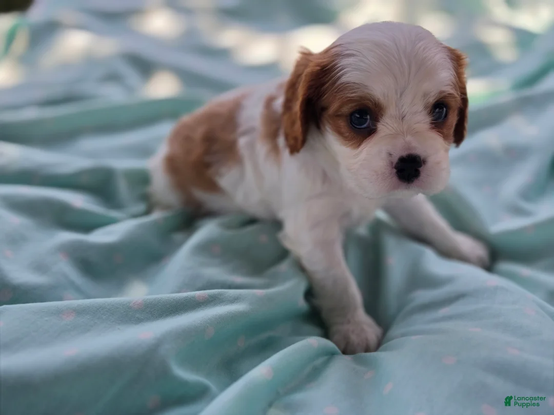 Cavalier King Charles Spaniel dogs for sale: Oscar - Ad 2