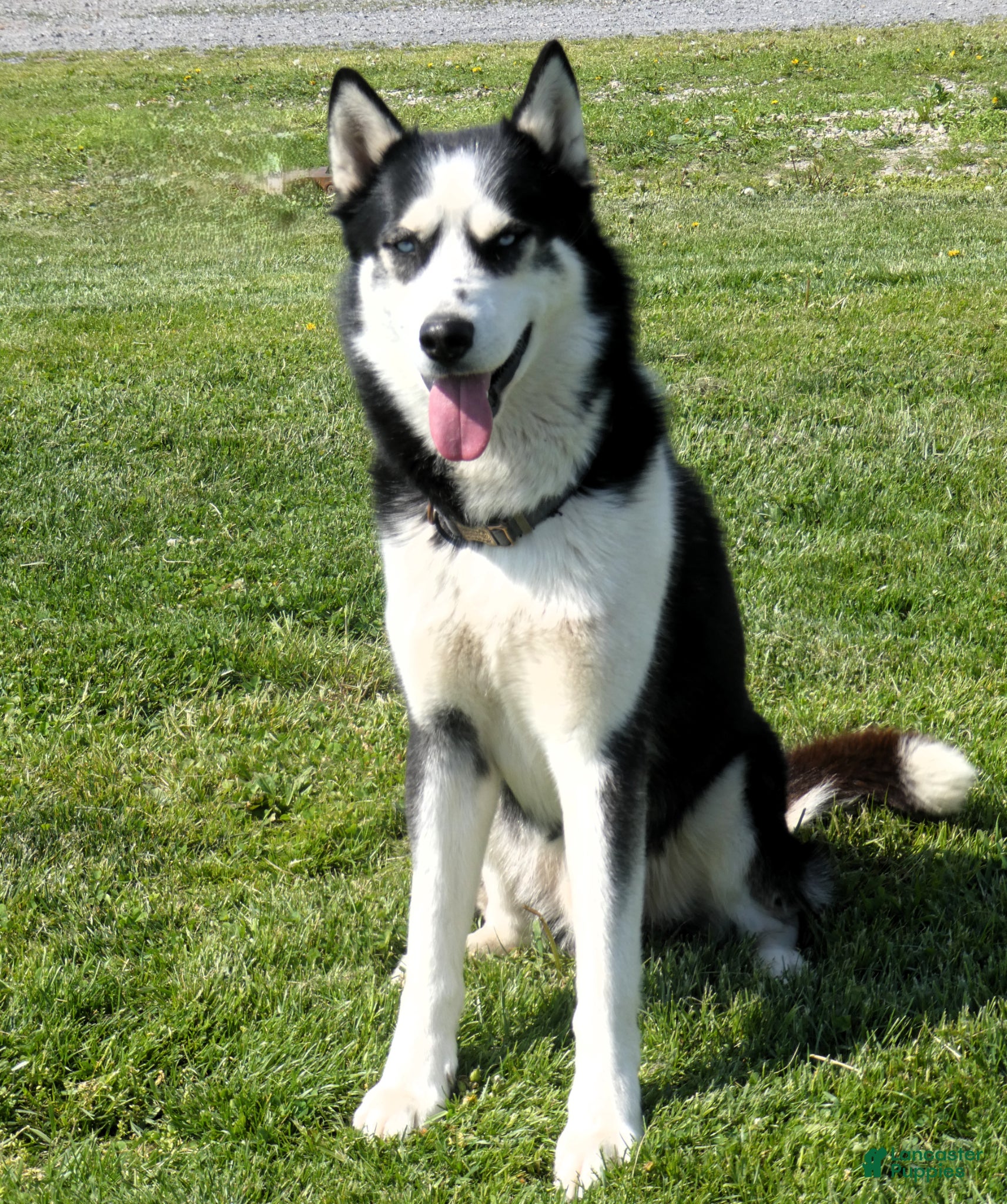 Siberian Husky dogs Arctic - Ad 1