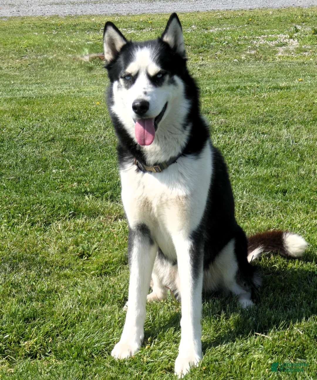 Siberian Husky dogs for stud: Arctic - Ad 1