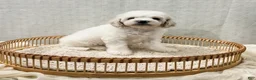 Cavapoo dogs for sale: Scout - Ad 9