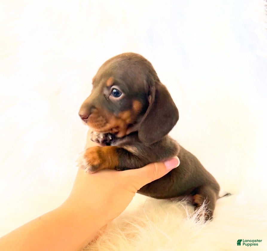 Miniature Dachshund dogs AKC Daisy - Ad 17