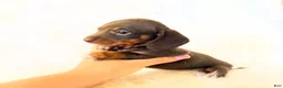 Miniature Dachshund dogs for sale: AKC Woody - Ad 14