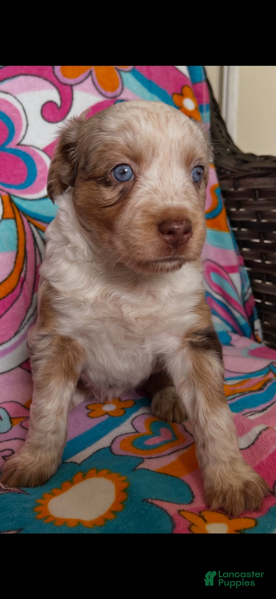 Australian Shepherd dogs for sale: Australian Shepherd Puppy 6 - Ad 1