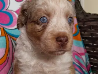 Australian Shepherd dogs for sale: Australian Shepherd Puppy 6 - Ad 1