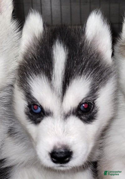 Siberian Husky dogs Frodo (Bi-eyed) - Ad 1