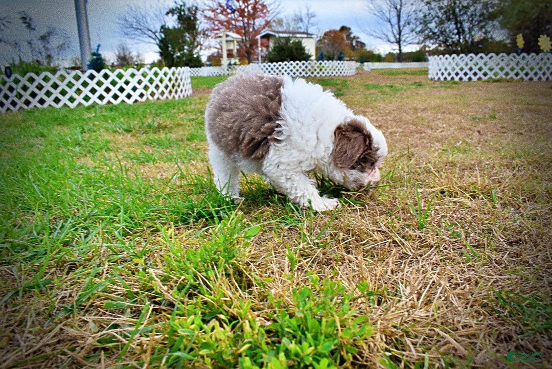 Havapoo dogs for sale: Nabisco - Ad 28