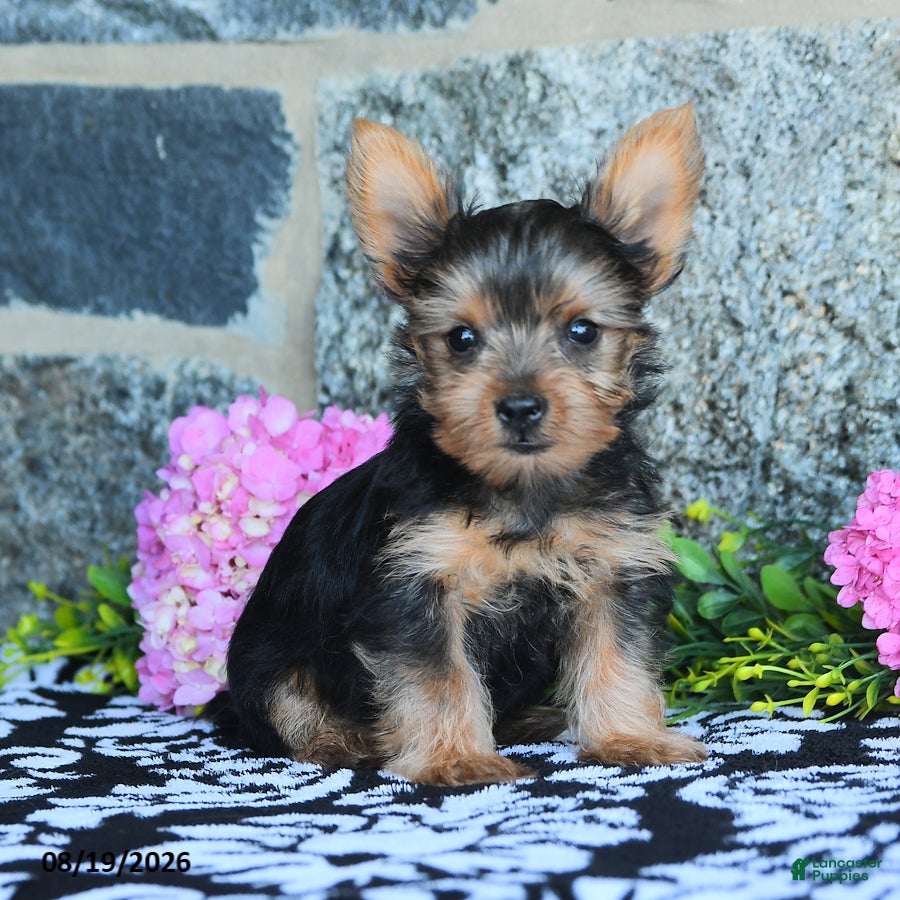 Yorkshire Terrier dogs Mars  - Ad 2