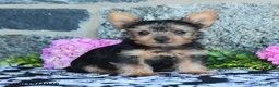 Yorkshire Terrier dogs for sale: Mars  - Ad 2