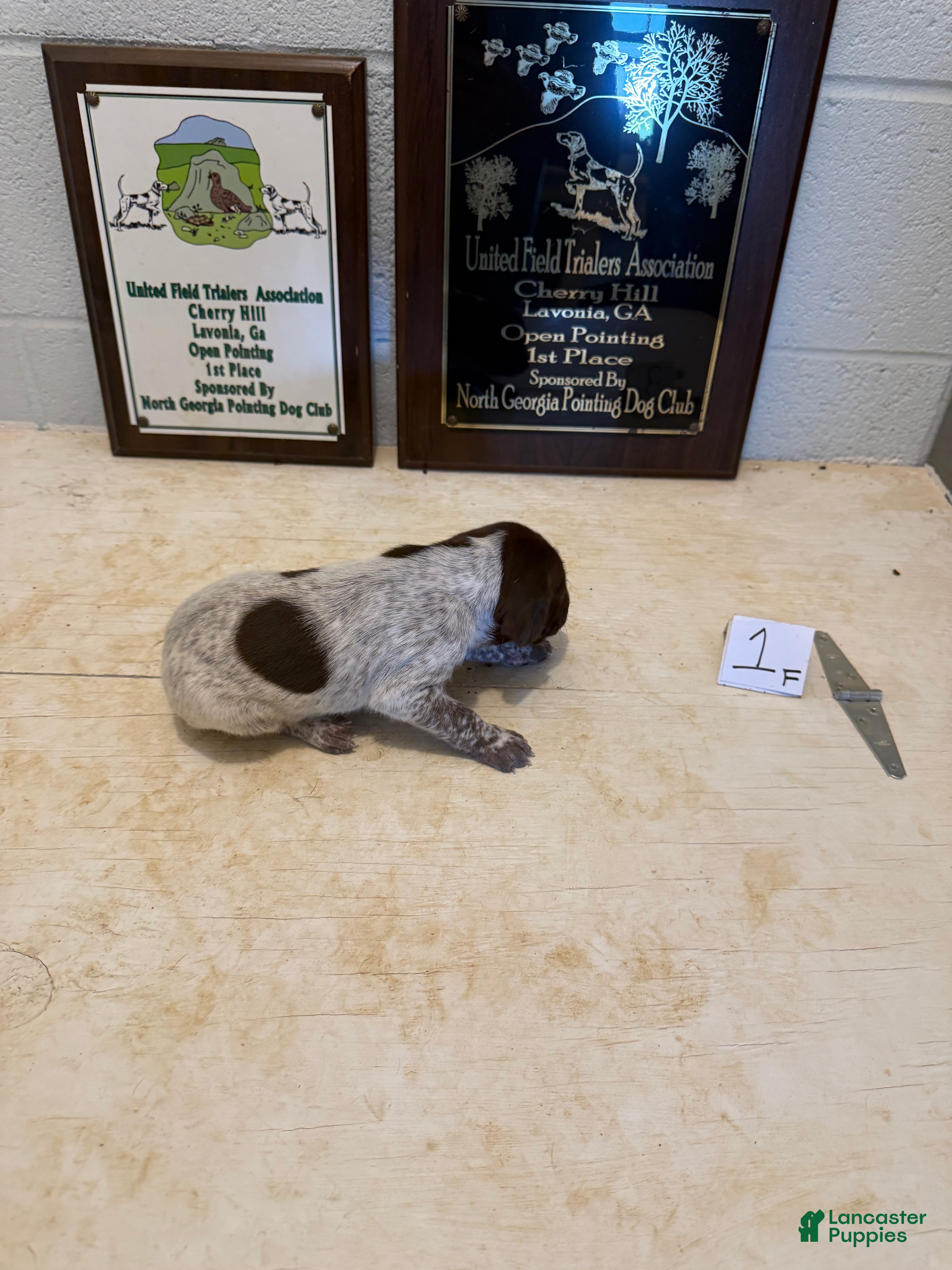 German Shorthaired Pointer dogs German Shorthaired Pointer 5 - Ad 2