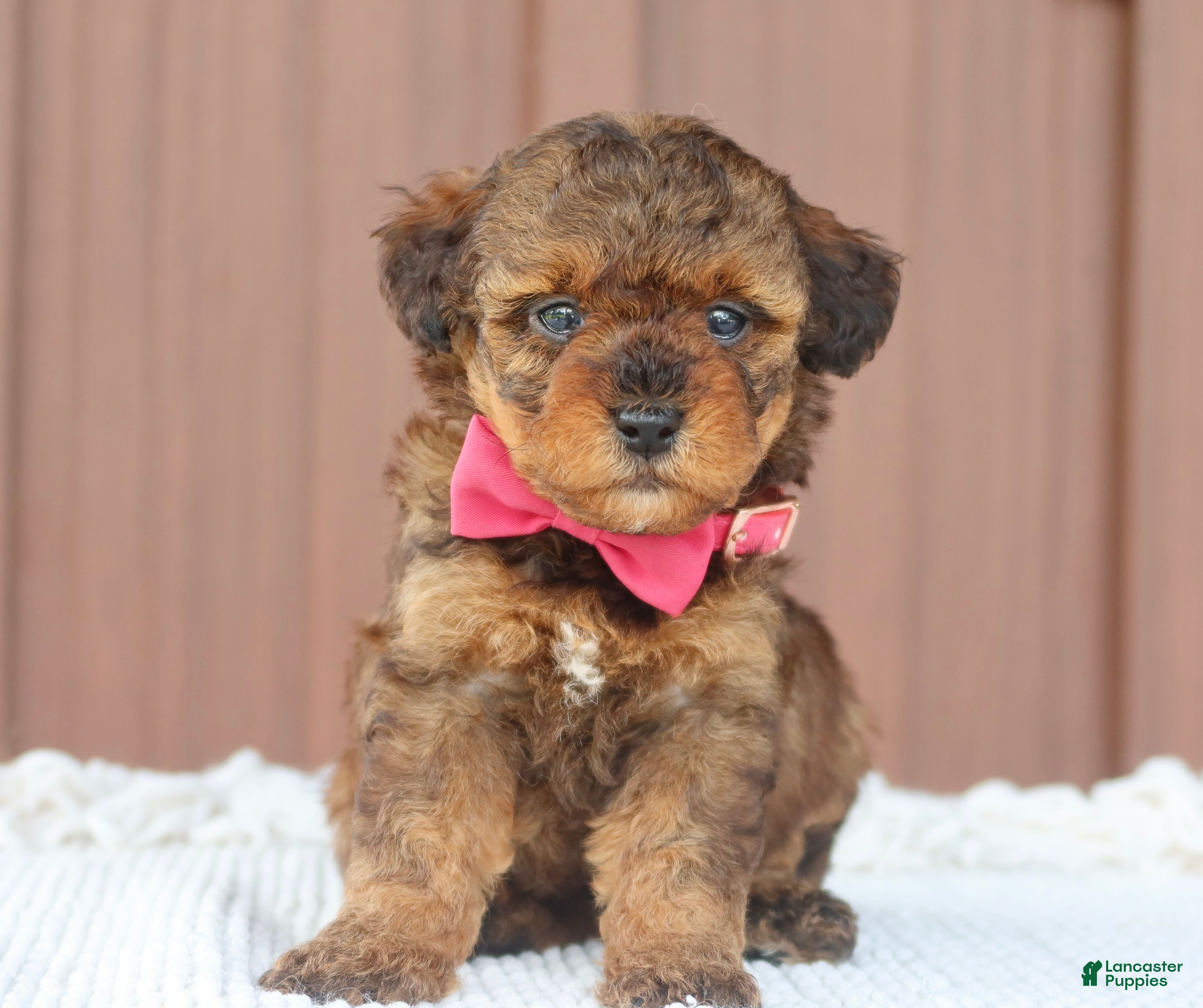 Toy Poodle dogs Hazel - Ad 1