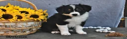 Australian Shepherd dogs for sale: Twinkle - Ad 4