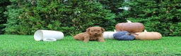 Toy Poodle dogs for sale: AKC Enzo(tiny) - Ad 3
