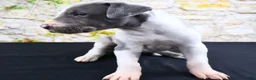 Great Dane dogs for sale: Cujo - Ad 17