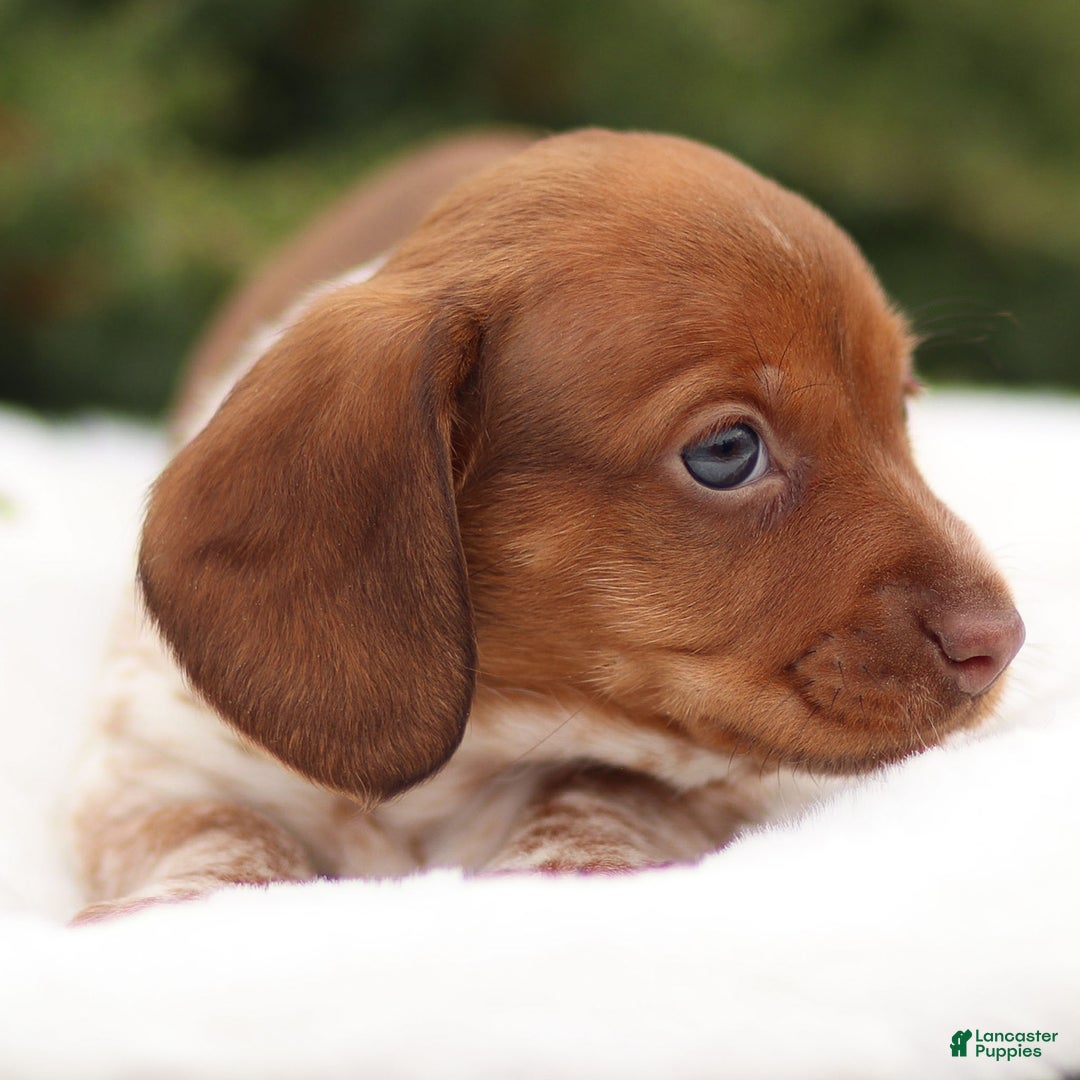 Dachshund dogs for sale: Heidi - Ad 7