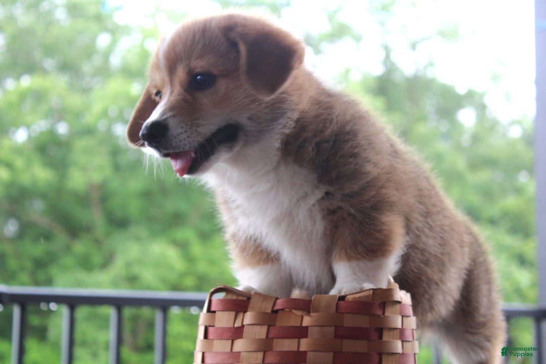 Welsh Corgi Pembroke dogs for sale: Hersey - Ad 2