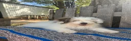 Mixed Breed dogs for sale: Lonnie - Ad 3
