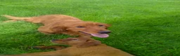Golden Retriever dogs for sale: Bennett - Ad 4