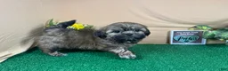 Shih Tzu dogs for sale: Shih Tzu 1 - Ad 3