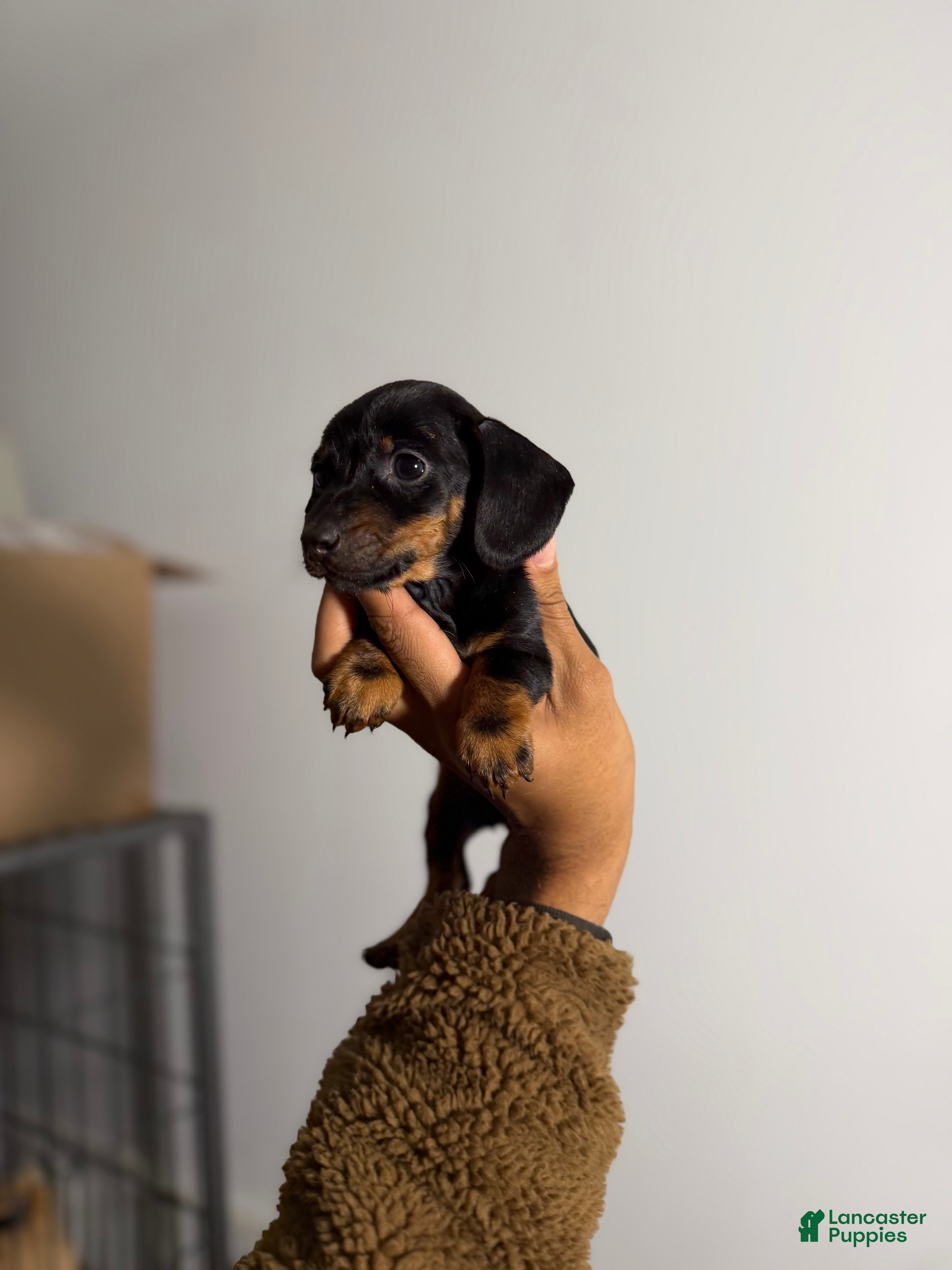 Miniature Dachshund dogs Minnie - Ad 40