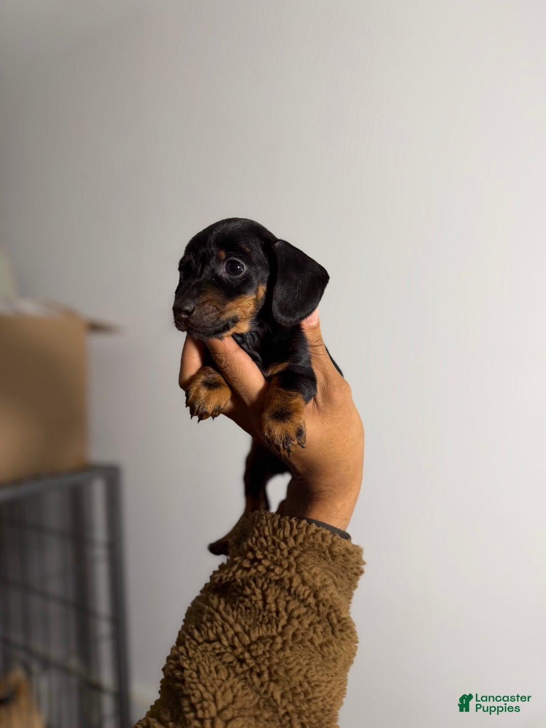 Miniature Dachshund dogs for sale: Minnie - Ad 1