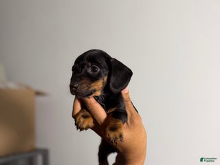 Miniature Dachshund dogs Minnie - Ad 31