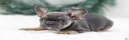 French Bulldog dogs for sale: Indie - Ad 4