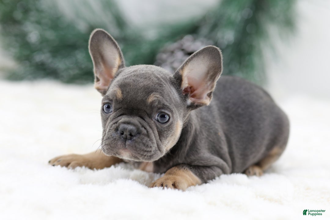 French Bulldog dogs for sale: Indie - Ad 4