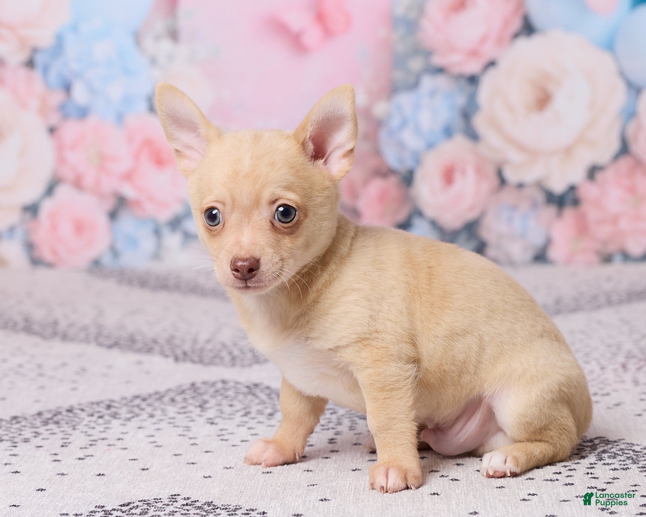 Chihuahua dogs Freddy - Ad 2