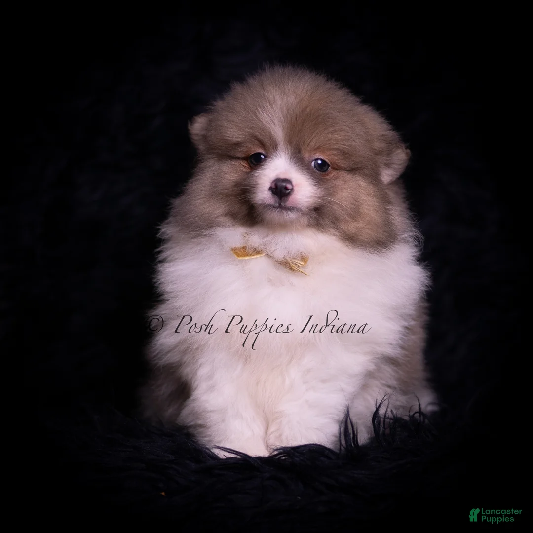 Pomeranian dogs for sale: Cartier - Ad 1