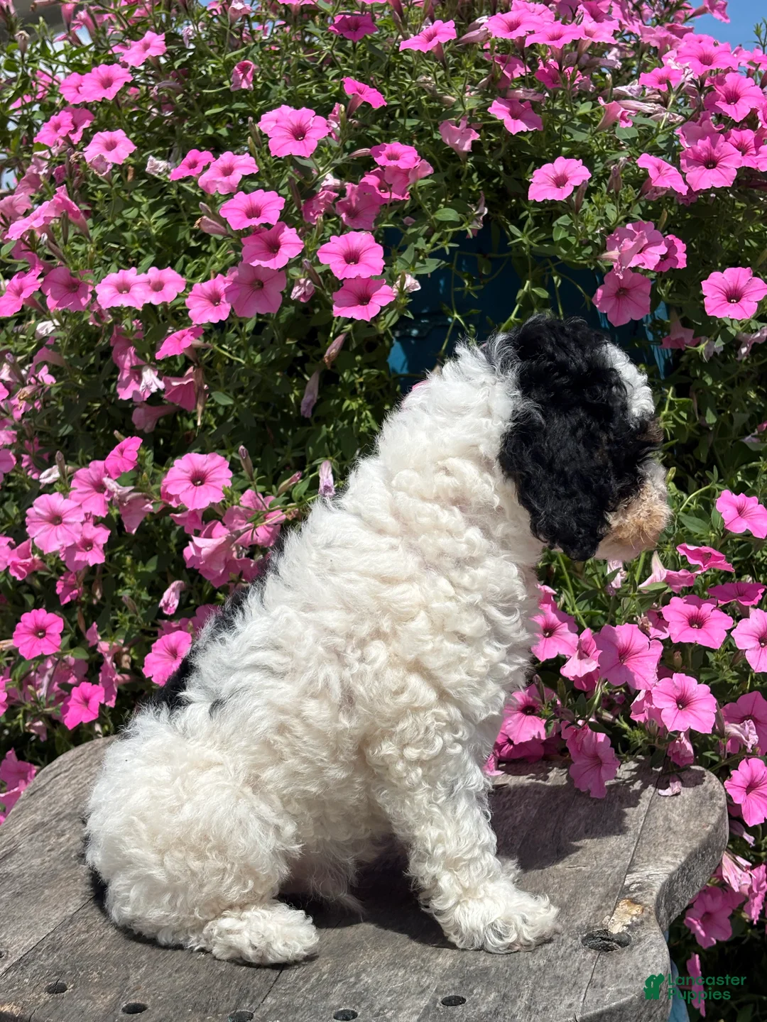 Miniature Poodle dogs for sale: Eric - Ad 3