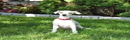 Havapoo dogs for sale: Toby - Ad 5