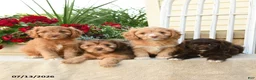 Cavapoo dogs for sale: Arlo - Ad 3